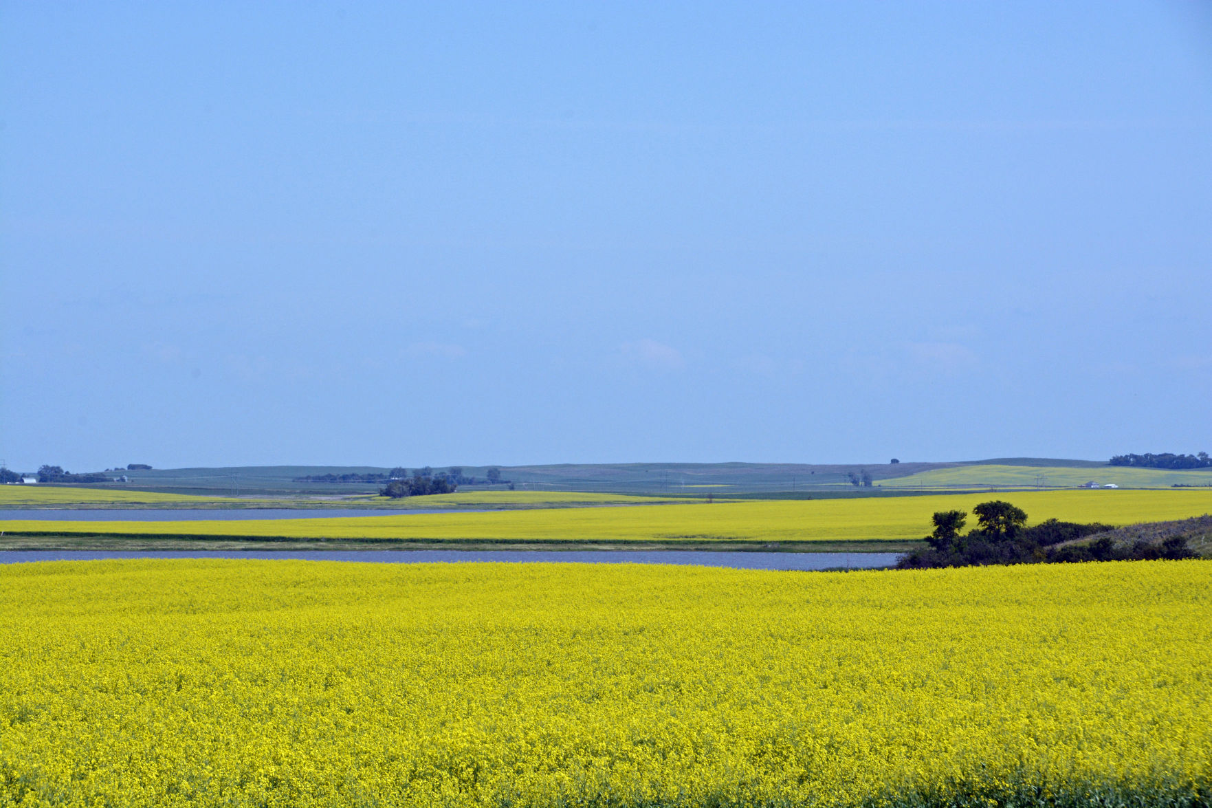 Canola feilds